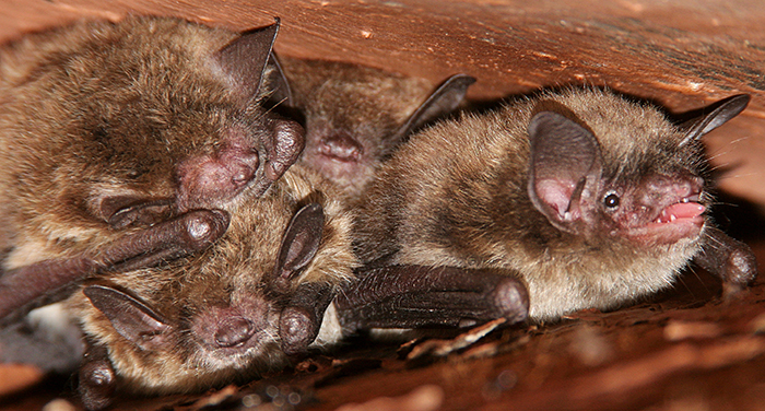 Bats Removal Services In nairobi