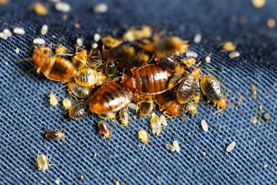 bedbugs control services in nairobi.jpg