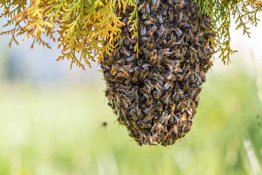 bees removal services in nairobi.jpg