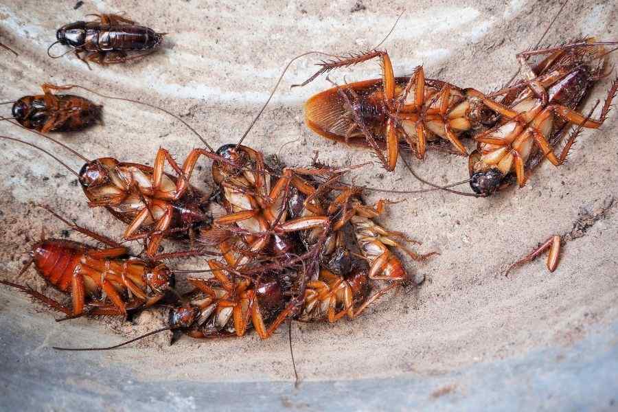 cockroaches control services in nairobi.jpg