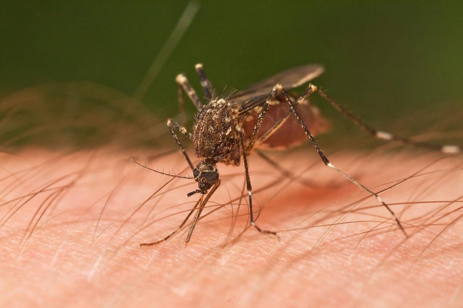 mosquitoes control services in nairobi.jpeg