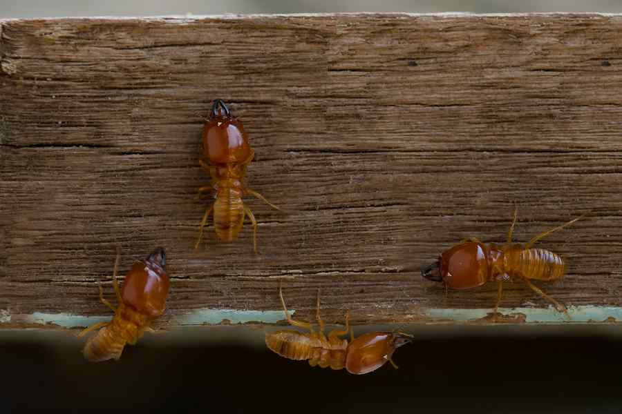 termites control services in nairobi.jpg